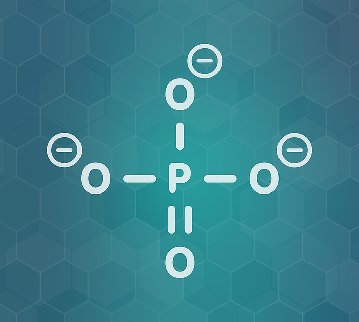 Phosphate anion chemical structure, illustration Phosphate anion, chemical structure. White skeletal formula on dark teal gradient background with hexagonal pattern.