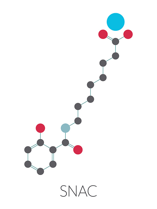 Sodium salcaprozate or SNAC molecule, illustration Sodium salcaprozate  SNAC, sodium N  8  2 hydroxybenzoyl amino  caprylate  oral absorption promoter. Used to increase the bioavailability of macromolecules, including heparin and peptide drugs. Stylized skeletal formula  chemical structure : Atoms are shown as color coded circles connected by thin bonds, on a white background: hydrogen  hidden , carbon  grey , nitrogen  blue , oxygen  red , sodium  light blue .
