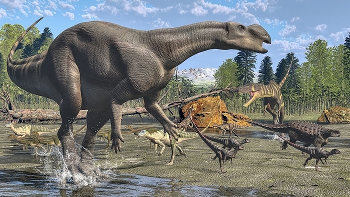 Cretaceous Australian fauna, illustration Illustration of fauna from the early Cretaceous period in what is now Australia. Shown are Muttaburrasaurus langdoni  foreground , Australovenator wintonensis  back, right , the ortnithopods Diluvicursor pickeringi, Leaellynasaura amicafraphica and Atlascopcosaurus, and an as yet unnamed ankylosaur  right .