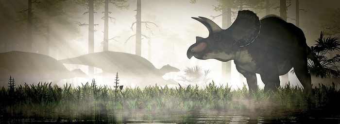 Triceratops dinosaur, illustration Illustration of a Triceratops horridus watching a herd of Edmontosaurus annectens during a misty morning of the late Cretaceous period.