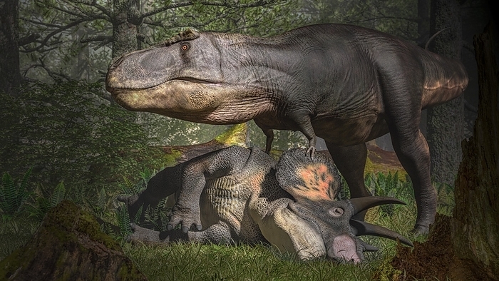 Tyrannosaurus with Triceratops prey, illustration Illustration of Tyrannosaurus rex standing over the body of a dead Triceratops horridus.