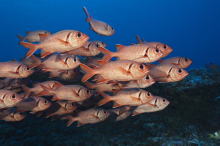 Blotcheye Soldierfish, French Polynesia Shoal of Blotcheye Soldierfish, Myripristis berndti, Fakarava, Tuamotu Archipel, French Polynesia