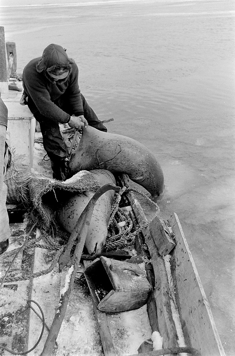 seal hunting Tokkari hunting  Boat, seal, Hokkaido, Japan, January 24, 1964