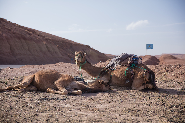 Morocco Camel