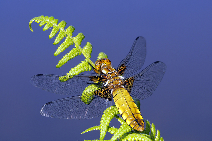 Animal,Animals,Wildlife,Arthropod,Arthropods,Invertebrate,Invertebrates,Hexapod,Hexapods,Arthropoda,Hexapoda,Insect,Insects,Pterygota,Libellulidae,Skimmer,Skimmers,Skimmer dragonfly,Skimmer dragonflies,Dragonfly,Dragonflies,Anisoptera,Epiprocta,Libellula depressa,Broad bodied chaser,Broadbodied chaser,Waiting,Balance,Balancing,Caution,Cautious,Uncertain,Doubt,Doubtful,Doubting,Uncertainty,Unsure,Vibrant Colour,Bright Color,Bright Colour,Bright,Bold,Vibrant Color,Vibrancy,Vibrant,Transparent,Clear,Transparency,Coloured Background,Blue Background,Copy Spaces,Close Up,Closeups,Plant,Plants,Fern,Ferns,Foliage,Leaves,Fronds,Animal Back,Animal Backs,Back,Backs,Wings,Day,Daylight,Nature,Natural,Natural World,Wild,Close up,Close ups,1,Copyspace,Close ups,Closeup,Balanced,See Through,Daytime,Brightly Coloured,Tentative,RF,Royalty free,RFCAT1,RF16Q4,Animals,Arthropods,Invertebrates,Hexapods,Insects,Skimmers,Skimmer dragonflies,Dragonflies,Copy Spaces,Closeups,Ferns,Leaves,Animal Backs,Backs,Wings,Close ups,Close ups,Animal,Animals,Wildlife,Arthropod,Arthropods,Invertebrate,Invertebrates,Hexapod,Hexapods,Arthropoda,Hexapoda,Insect,Insects,Pterygota,Libellulidae,Skimmer,Skimmers,Skimmer dragonfly,Skimmer dragonflies,Dragonfly,Dragonflies,Anisoptera,Epiprocta,Libellula depressa,Broad bodied chaser,Broadbodied chaser,Waiting,Balance,Caution,Cautious,Uncertain,Unsure,Vibrant Colour,Transparent,Coloured Background,Blue Background,Copy Spaces,Close Up,Closeups,Plant,Fern,Ferns,Foliage,Leaves,Fronds,Animal Backs,Backs,Wings,Day,Nature,Wild,Close ups,Close ups,RF,Royalty free,RFCAT1,RF16Q4 RF  Broad bodied chaser dragonfly  Libellula depressa  on fern with veins in wings. Cornwall, UK. May. Photo by Ross Hoddinott