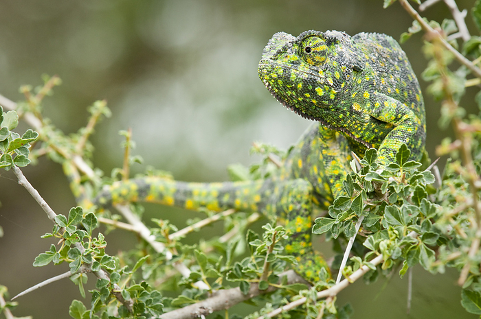 Animal,Animals,Wildlife,Vertebrate,Vertebrates,Chordate,Chordates,Reptile,Reptiles,Squamate,Squamates,Chamaeleonidae,Chameleon,Chameleons,Lizard,Lizards,Chamaeleo dilepis,Flap necked chameleon,Chamaeleo bilobus,Chamaeleon ruspolii,Chamaeleo angusticoronatus,Glance,Glances,Glancing,Look Away,Looks Away,Waiting,Camouflaged,Concealed,Unhappiness,Colour ,Green,Sulking,Miserable,Sulk,Sulks,Sullen,Surliness,Surly,Africa,East Africa,Eastern Africa,Tanzania,Close Up,Closeups,Portrait,Portraits,Plant,Plants,Branches,Foliage,Leaves,Outdoors,Open Air,Outside,Day,Daylight,Nature,Natural,Natural World,Wild,Close up,Close ups,1,Expression,Expressions,Color,African,East African,Tanzanian,Close ups,Closeup,Green colour,Colours,Colors,Daytime,Bad mood,Animal portrait,Camouflague,Ngorongoro Conservation Area,Disguise,Moody,Sulky,RF,Royalty free,RFCAT1,RF17Q1,Ndutu Safari Lodge  Ngorongoro Conservation Area, Tanzania ,Animals,Vertebrates,Chordates,Reptiles,Squamates,Chameleons,Lizards,Glances,Looks Away,Closeups,Portraits,Leaves,Close ups,Expressions,Close ups,Colours,Colors,Animal,Animals,Wildlife,Vertebrate,Vertebrates,Chordates,Reptile,Reptiles,Squamate,Squamates,Chamaeleonidae,Chameleon,Chameleons,Lizard,Lizards,Chamaeleo dilepis,Flap necked chameleon,Chamaeleo bilobus,Chamaeleon ruspolii,Chamaeleo angusticoronatus,Glances,Looks Away,Waiting,Colour ,Green,Sulking,Africa,East Africa,Tanzania,Close Up,Closeups,Portrait,Portraits,Plant,Branches,Foliage,Leaves,Outdoors,Day,Nature,Wild,Close ups,Expressions,Close ups,Colours,Colors,Bad mood,Animal portrait,Ngorongoro Conservation Area,RF,Royalty free,RFCAT1,RF17Q1,Ndutu Safari Lodge  Ngorongoro Conservation Area, Tanzania  Adult Flap necked Chameleon  Chamaeleo dilepis . Ndutu Safari Lodge, Ngorongoro Conservation Area, Tanzania. February. Photo by Nick Garbutt