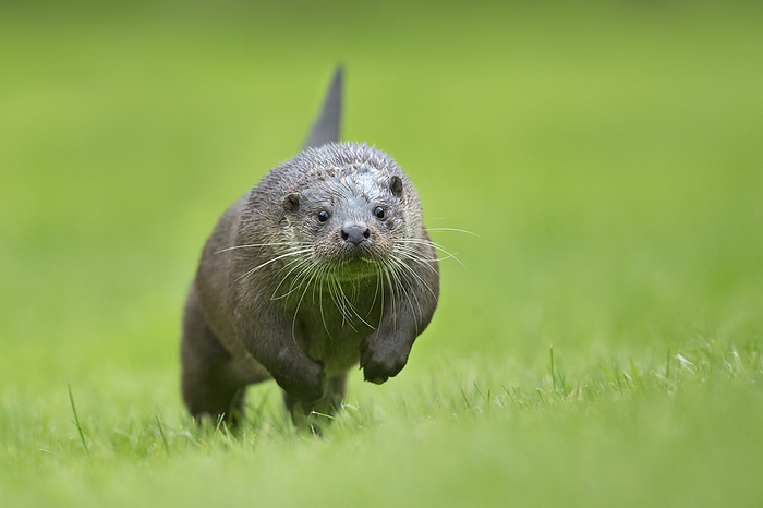 Animal,Animals,Wildlife,Vertebrate,Vertebrates,Chordate,Chordates,Mammal,Mammals,Carnivore,Carnivores,Mustelidae,Mustelid,Mustelids,River otter,River otters,Lutra lutra,Common Otter,Eurasian Otter,European Otter,European River Otter,Old World Otter,Running,Focus,Solemn,Stern,Copy Spaces,Front View,Front,Front Views,Frontal View,Frontal Views,View From Front,Plant,Plants,Grass Family,Grass,Grasses,Animal Nose,Animal Noses,Nose,Noses,Outdoors,Open Air,Outside,1,Copyspace,Whiskers,Whisker,Intent,Focused,Seriously,Intention,Resolute,RF,Royalty free,RFCAT1,RF17Q1,Animals,Vertebrates,Chordates,Mammals,Carnivores,Mustelids,River otters,Copy Spaces,Animal Noses,Noses,Whisker,Animal,Animals,Wildlife,Vertebrate,Vertebrates,Chordates,Mammal,Mammals,Carnivore,Carnivores,Mustelidae,Mustelid,Mustelids,River otter,River otters,Lutra lutra,Common Otter,Eurasian Otter,European Otter,European River Otter,Old World Otter,Running,Focus,Copy Spaces,Front View,Plant,Grass Family,Grass,Grasses,Animal Noses,Noses,Outdoors,Whisker,Focused,RF,Royalty free,RFCAT1,RF17Q1 European otter  Lutra lutra  running head on, UK. Controlled conditions, July. Photo by Andy  Rouse
