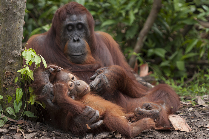 Animal,Animals,Wildlife,Vertebrate,Vertebrates,Chordate,Chordates,Mammal,Mammals,Primates,Hominidae,Ape,Apes,Great apes,Hominoidea,Orangutan,Orangutans,Orang utan,Orang utans,Ponginae,Pongo pygmaeus,Bornean Orangutan,Sitting,Sit,Sits,Sitting Down,Resting,Rest,Togetherness,Close,Together,Colour ,Brown,Affection,Asia,Close Up,Closeups,Hairs,Furs,Nature,Natural,Natural World,Endangered Species,Threatened,Wild,Close up,Close ups,Families,Borneo,Mother baby,mother,2,Hotspots,Biodiversity hotspot,Wallacea,Color,NP,Reserves,National parks,Close ups,Closeup,Asian,Colours,Colors,Motherhood,Parenting,Animal family,Threatened Species,Brown Colour,Animal Hair,Reclining,RF,Royalty free,RFCAT1,RF17Q1,Animals,Vertebrates,Chordates,Mammals,Apes,Orangutans,Orang utans,Closeups,Hairs,Furs,Close ups,Families,Hotspots,Reserves,National parks,Close ups,Colours,Colors,Animal,Animals,Wildlife,Vertebrate,Vertebrates,Chordates,Mammal,Mammals,Primates,Hominidae,Ape,Apes,Great apes,Hominoidea,Orangutan,Orangutans,Orang utan,Orang utans,Ponginae,Pongo pygmaeus,Bornean Orangutan,Sitting,Resting,Rest,Togetherness,Colour ,Brown,Affection,Asia,Close Up,Closeups,Hairs,Furs,Nature,Endangered Species,Threatened,Wild,Close ups,Families,Borneo,Mother baby,mother,Hotspots,Biodiversity hotspot,Wallacea,Reserves,National parks,Close ups,Colours,Colors,Motherhood,Parenting,Animal Hair,Reclining,RF,Royalty free,RFCAT1,RF17Q1 Bornean Orangutan  Pongo pygmaeus wurmbii  mother and baby, Tanjung Puting National Park, Borneo, Central Kalimantan, Indonesia.  Endangered species. Photo by Jurgen Freund