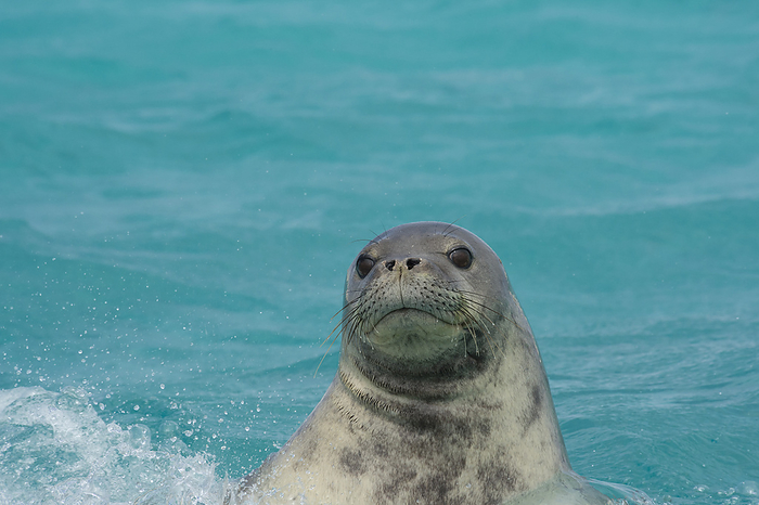 Animal,Animals,Wildlife,Vertebrate,Vertebrates,Chordate,Chordates,Mammal,Mammals,Carnivore,Carnivores,Phocidae,True seal,True seals,Pinnipeds,pinnipedia,Monk seals,Neomonachus schauinslandi,Hawaiian monk seal,Look For,Looking For,Looks For,Search,Searches,Searchs,Seeking,Loneliness,Lonely,Colour ,Blue,Turquoise,Aqua,Aqua Blue,Coloured Background,Blue Background,Copy Spaces,Close Up,Closeups,Animal Head,Head,Heads,Day,Daylight,Nature,Natural,Natural World,Wild,Animals In The Wild,Animal In The Wild,Wild Animal,Wild Animals,Seas,Close up,Close ups,Behaviour,Saltwater,Sea,1,Copyspace,Color,Close ups,Closeup,Colours,Colors,Daytime,Monachus schauinslandi,Turquoise Colour,Blue Colour,Behavioural,RF,Royalty free,RFCAT1,RF16Q4,French Frigate Shoals,Northwestern Hawaiian Islands,Animals,Vertebrates,Chordates,Mammals,Carnivores,True seals,Pinnipeds,Copy Spaces,Closeups,Animal In The Wild,Wild Animals,Seas,Close ups,Close ups,Colours,Colors,Animal,Animals,Wildlife,Vertebrate,Vertebrates,Chordates,Mammal,Mammals,Carnivore,Carnivores,Phocidae,True seal,True seals,Pinnipeds,pinnipedia,Monk seals,Neomonachus schauinslandi,Hawaiian monk seal,Loneliness,Lonely,Colour ,Blue,Turquoise,Aqua,Aqua Blue,Coloured Background,Blue Background,Copy Spaces,Close Up,Closeups,Day,Nature,Wild,Animals In The Wild,Animal In The Wild,Wild Animals,Seas,Close ups,Behaviour,Saltwater,Sea,Close ups,Colours,Colors,Monachus schauinslandi,RF,Royalty free,RFCAT1,RF16Q4,French Frigate Shoals,Northwestern Hawaiian Islands RF  Male Hawaiian monk seal  Monachus schauinslandi   spyhopping off East Island, looking for females, French Frigate Shoals, Papahanaumokuakea Marine National Monument, Northwest Hawaiian Islands, USA Photo by Doug Perrine