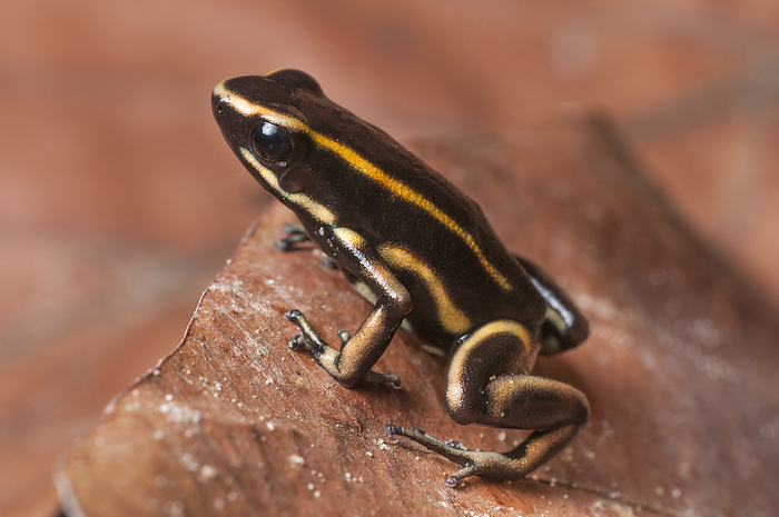 Animal,Animals,Wildlife,Vertebrate,Vertebrates,Chordate,Chordates,Frog,Frogs,Dendrobatidae,Poison dart frog,Poison dart frogs,Poison arrow frog,Poison arrow frogs,Dendrobates truncatus,Yellow striped Poison Frog,Waiting,Curiosity,Curious,Curiousity,Inquisitive,Interested,Colour ,Black ,Yellow,Pattern,Patterned,Patterns,Stripes,Striped,Stripy,Slimy,Latin America,South America,Colombia,Columbia,Profile,Profile View,Close Up,Closeups,Side View,Side On View,Side Point Of View,View From Side,Plant,Plants,Foliage,Leaves,Outdoors,Open Air,Outside,Nature,Natural,Natural World,Nature Reserve,Forests,Close up,Close ups,1,Endemic,Color,Stripey,Leaflitter,Close ups,Closeup,Sideview,Colours,Colors,Forest floor,Black Colour,Amphibian,Amphibians,Amazon,Amazonia,Striped Pattern,Yellow striped Poison Dart Frog,Yellow Colour,Magdalena Valley,Stripe,RF,Royalty free,RFCAT1,RF17Q1,Animals,Vertebrates,Chordates,Frogs,Poison dart frogs,Poison arrow frogs,Closeups,Leaves,Forests,Close ups,Close ups,Colours,Colors,Amphibians,Animal,Animals,Wildlife,Vertebrate,Vertebrates,Chordates,Frog,Frogs,Dendrobatidae,Poison dart frog,Poison dart frogs,Poison arrow frog,Poison arrow frogs,Dendrobates truncatus,Yellow striped Poison Frog,Waiting,Curiosity,Colour ,Black ,Yellow,Pattern,Stripes,Slimy,Latin America,South America,Colombia,Columbia,Profile,Close Up,Closeups,Side View,Plant,Foliage,Leaves,Outdoors,Nature,Nature Reserve,Forests,Close ups,Endemic,Close ups,Colours,Colors,Forest floor,Amphibian,Amphibians,Amazon,Yellow striped Poison Dart Frog,Magdalena Valley,RF,Royalty free,RFCAT1,RF17Q1 Yellow striped Poison Dart Frog  Dendrobates truncatus  in leaf litter on forest floor, Paujil Nature Reserve, Magdalena Valley, Colombia, South America. Photo by Nick Garbutt