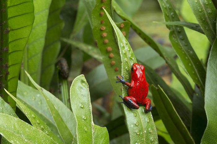 Animal,Animals,Wildlife,Vertebrate,Vertebrates,Chordate,Chordates,Frog,Frogs,Dendrobatidae,Poison dart frog,Poison dart frogs,Poison arrow frog,Poison arrow frogs,Oophaga pumilio,Flaming Poison Frog,Red and blue Poison Frog,Strawberry Poison Frog,ndrobates pumilio,Dendrobates typographus,Dendrobates galindoi,Waiting,Adversity,Difficult,Difficulty,Balance,Balancing,Cute,Adorable,Alone,Solitude,Solitary,Colour ,Green,Red,Vibrant Colour,Bright Color,Bright Colour,Bright,Bold,Vibrant Color,Vibrancy,Vibrant,Poisonous Organism,Poison,Poisonous Organisms,Poisonous,Poisons,Size,Small,Little,Tiny,Latin America,Central America,Costa Rica,Plant,Plants,Foliage,Leaves,Leaf Blades,Day,Daylight,Nature,Natural,Natural World,Wild,Forests,1,Hotspots,Biodiversity hotspot,Color,Rainforests,Balanced,Green colour,Colours,Colors,Daytime,Difficulties,Amphibian,Amphibians,Red Colour,Brightly Coloured,RF,Royalty free,RFCAT1,RF16Q4,Animals,Vertebrates,Chordates,Frogs,Poison dart frogs,Poison arrow frogs,Leaves,Forests,Hotspots,Rainforests,Colours,Colors,Difficulties,Amphibians,Animal,Animals,Wildlife,Vertebrate,Vertebrates,Chordates,Frog,Frogs,Dendrobatidae,Poison dart frog,Poison dart frogs,Poison arrow frog,Poison arrow frogs,Oophaga pumilio,Flaming Poison Frog,Red and blue Poison Frog,Strawberry Poison Frog,ndrobates pumilio,Dendrobates typographus,Dendrobates galindoi,Waiting,Adversity,Difficult,Difficulty,Balance,Cute,Adorable,Alone,Solitude,Solitary,Colour ,Green,Red,Vibrant Colour,Poisonous Organism,Poison,Poisonous Organisms,Poisonous,Poisons,Size,Small,Latin America,Central America,Costa Rica,Plant,Foliage,Leaves,Leaf Blades,Day,Nature,Wild,Forests,Hotspots,Biodiversity hotspot,Rainforests,Colours,Colors,Difficulties,Amphibian,Amphibians,RF,Royalty free,RFCAT1,RF16Q4 RF   Strawberry Poison Frog  Oophaga pumilio . Central Caribbean foothills, Costa Rica. Photo by Alex  Hyde