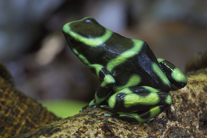 Animal,Animals,Wildlife,Vertebrate,Vertebrates,Chordate,Chordates,Frog,Frogs,Dendrobatidae,Poison dart frog,Poison dart frogs,Poison arrow frog,Poison arrow frogs,Dendrobates auratus,Green And Black Poison Frog,Green Poison Frog,Waiting,Alertness,Alert,Watchful,Watchfullness,Watchfulness,Colour ,Black ,Green,Vibrant Colour,Bright Color,Bright Colour,Bright,Bold,Vibrant Color,Vibrancy,Vibrant,Luminosity,Bright ,Brightness,Vivid,Vividness,Pattern,Patterned,Patterns,Poisonous Organism,Poison,Poisonous Organisms,Poisonous,Poisons,Latin America,Central America,Costa Rica,Profile,Profile View,Side View,Side On View,Side Point Of View,View From Side,Day,Daylight,Nature,Natural,Natural World,Wild,Forests,1,Hotspots,Biodiversity hotspot,Color,Rainforests,Animal marking,Sideview,Green colour,Colours,Colors,Daytime,Black Colour,Amphibian,Amphibians,Brightly Coloured,Luminous,RF,Royalty free,RFCAT1,RF16Q4,Animals,Vertebrates,Chordates,Frogs,Poison dart frogs,Poison arrow frogs,Forests,Hotspots,Rainforests,Colours,Colors,Amphibians,Animal,Animals,Wildlife,Vertebrate,Vertebrates,Chordates,Frog,Frogs,Dendrobatidae,Poison dart frog,Poison dart frogs,Poison arrow frog,Poison arrow frogs,Dendrobates auratus,Green And Black Poison Frog,Green Poison Frog,Waiting,Alertness,Colour ,Black ,Green,Vibrant Colour,Luminosity,Bright ,Brightness,Vivid,Vividness,Pattern,Poisonous Organism,Poison,Poisonous Organisms,Poisonous,Poisons,Latin America,Central America,Costa Rica,Profile,Side View,Day,Nature,Wild,Forests,Hotspots,Biodiversity hotspot,Rainforests,Animal marking,Colours,Colors,Amphibian,Amphibians,RF,Royalty free,RFCAT1,RF16Q4 RF   Green and Black Poison Frog  Dendrobates auratus . Osa Peninsula, Costa Rica. Photo by Alex  Hyde