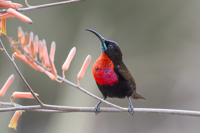 Animal,Animals,Wildlife,Vertebrate,Vertebrates,Chordate,Chordates,Bird,Birds,Songbird,Songbirds,Passerine,Passerines,Nectariniidae,Sunbird,Sunbirds,African sunbird,African sunbirds,Chalcomitra senegalensis,Scarlet chested sunbird,Scarlet breasted sunbird,Scarlet throated sunbird,Nectarinia senegalensis,Certhia senegalensis,Nectarinia cruentata,Alertness,Alert,Watchful,Watchfullness,Watchfulness,Uncertain,Doubt,Doubtful,Doubting,Uncertainty,Unsure,Colour ,Brown,Red,Vibrant Colour,Bright Color,Bright Colour,Bright,Bold,Vibrant Color,Vibrancy,Vibrant,Africa,East Africa,Eastern Africa,Tanzania,Copy Spaces,Close Up,Closeups,Male Animal,Male,Males,Male Animals,Plant,Plants,Lily Order,Lily Family,Liliaceae,Aloe,Aloe Plant,Aloe Plants,Aloeaceae,Aloes,Flowering,Flowers,Twigs,Beaks,Outdoors,Open Air,Outside,Day,Daylight,Nature,Natural,Natural World,Wild,Close up,Close ups,1,Copyspace,Expression,Expressions,Color,NP,Reserves,African,East African,Tanzanian,National parks,Close ups,Closeup,Perching bird,Colours,Colors,Daytime,Serengeti,Red Colour,Brown Colour,Blooming,Brightly Coloured,In Flower,Lake Ndutu,Ngorongoro,Ndutu,RF,Royalty free,RFCAT1,RF17Q1,Animals,Vertebrates,Chordates,Songbirds,Passerines,Sunbirds,African sunbirds,Copy Spaces,Closeups,Males,Male Animals,Flowers,Twigs,Beaks,Close ups,Expressions,Reserves,National parks,Close ups,Colours,Colors,Animal,Animals,Wildlife,Vertebrate,Vertebrates,Chordates,Bird,Birds,Songbird,Songbirds,Passerine,Passerines,Nectariniidae,Sunbird,Sunbirds,African sunbird,African sunbirds,Chalcomitra senegalensis,Scarlet chested sunbird,Scarlet breasted sunbird,Scarlet throated sunbird,Nectarinia senegalensis,Certhia senegalensis,Nectarinia cruentata,Alertness,Uncertain,Unsure,Colour ,Brown,Red,Vibrant Colour,Africa,East Africa,Tanzania,Copy Spaces,Close Up,Closeups,Male Animal,Males,Male Animals,Plant,Lily Order,Lily Family,Liliaceae,Aloe,Aloe Plant,Aloe Plants,Aloeaceae,Aloes,Flowers,Twigs,Beaks,Outdoors,Day,Nature,Wild,Close ups,Expressions,Reserves,National parks,Close ups,Colours,Colors,Serengeti,Lake Ndutu,Ngorongoro,RF,Royalty free,RFCAT1,RF17Q1 Scarlet chested sunbird  Chalcomitra senegalensis  male perched on Aloe flower. Ndutu area, Ngorongoro Conservation Area NCA   Serengeti National Park, Tanzania. Photo by Nick Garbutt