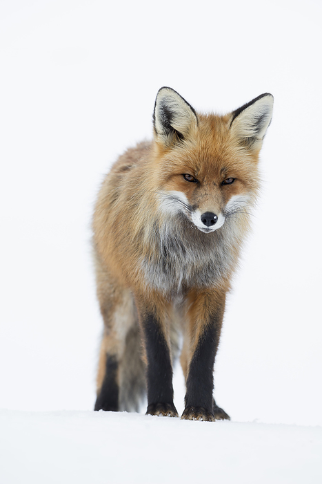 Animal,Animals,Wildlife,Vertebrate,Vertebrates,Chordate,Chordates,Mammal,Mammals,Carnivore,Carnivores,Canidae,Canid,Canids,True fox,True foxes,Vulpini,Caninae,Vulpes vulpes,Red fox,Standing,Threatening,Menace,Menaces,Menacing,Threats,Frown,Frowns,Scowl,Scowling,Scowls,Europe,Northern Europe,North Europe,Nordic Countries,Scandinavia,Skandinavia,Norway,Full Length,Whole,Looking At Camera,Plain Background,White Background,Front View,Front,Front Views,Frontal View,Frontal Views,View From Front,Portrait,Portraits,Animal Ears,Ears,Hairs,Furs,Outdoors,Open Air,Outside,Nature,Natural,Natural World,Wild,1,Expression,Expressions,Direct Gaze,European,Bad mood,Animal ear,Animal portrait,Vauldalen,Brekkebygd,Animal Hair,Moody,RF,Royalty free,RFCAT1,RF17Q1,Animals,Vertebrates,Chordates,Mammals,Carnivores,Canids,True foxes,Portraits,Hairs,Furs,Expressions,Animal,Animals,Wildlife,Vertebrate,Vertebrates,Chordates,Mammal,Mammals,Carnivore,Carnivores,Canidae,Canid,Canids,True fox,True foxes,Vulpini,Caninae,Vulpes vulpes,Red fox,Standing,Threatening,Frown,Frowns,Scowl,Scowling,Scowls,Europe,Northern Europe,North Europe,Nordic Countries,Scandinavia,Norway,Full Length,Plain Background,White Background,Front View,Portrait,Portraits,Animal Ears,Ears,Hairs,Furs,Outdoors,Nature,Wild,Expressions,Direct Gaze,Bad mood,Animal portrait,Vauldalen,Brekkebygd,Animal Hair,RF,Royalty free,RFCAT1,RF17Q1 Red fox  Vulpes vulpes . Vauldalen, Norway. Photo by Erlend Haarberg