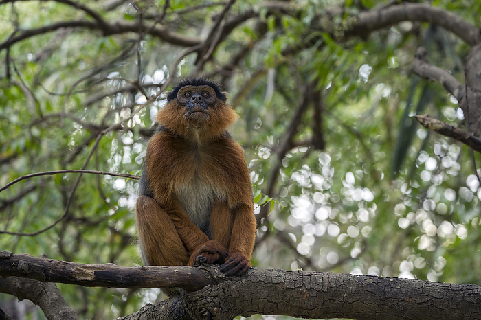Animal,Animals,Wildlife,Vertebrate,Vertebrates,Chordate,Chordates,Mammal,Mammals,Primates,Cercopithecidae,Monkey,Monkeys,Old World Monkeys,Red Colobus Monkeys,Procolobus badius,Bay Colobus,Red Colobus,West African Red Colobus,Western Red Colobus,Sitting,Sit,Sits,Sitting Down,Guilt,Guilty,Regret,Regretfulness,Regrets,Sad,Alone,Solitude,Solitary,Africa,West Africa,Western Africa,Gambia,The Gambia,Front View,Front,Front Views,Frontal View,Frontal Views,View From Front,Low Angle View,Upward View,View From Below,Male Animal,Male,Males,Male Animals,Plant,Plants,Branches,Tree,Trees,Outdoors,Open Air,Outside,Day,Daylight,Adults,1,African,West African,Daytime,Adult animal,Low Angle Shot,RF,Royalty free,RFCAT1,RF17Q1,Animals,Vertebrates,Chordates,Mammals,Monkeys,Males,Male Animals,Trees,Adults,Animal,Animals,Wildlife,Vertebrate,Vertebrates,Chordates,Mammal,Mammals,Primates,Cercopithecidae,Monkey,Monkeys,Old World Monkeys,Red Colobus Monkeys,Procolobus badius,Bay Colobus,Red Colobus,West African Red Colobus,Western Red Colobus,Sitting,Guilt,Regret,Alone,Solitude,Solitary,Africa,West Africa,Gambia,The Gambia,Front View,Low Angle View,Male Animal,Males,Male Animals,Plant,Branches,Tree,Trees,Outdoors,Day,Adults,West African,RF,Royalty free,RFCAT1,RF17Q1 Western red colobus  Procolobus badius  adult male in a tree. Gambia, Africa. May 2016. Photo by David  Pattyn