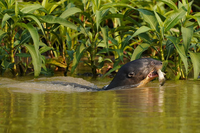 giant otter (Lutra lutra)