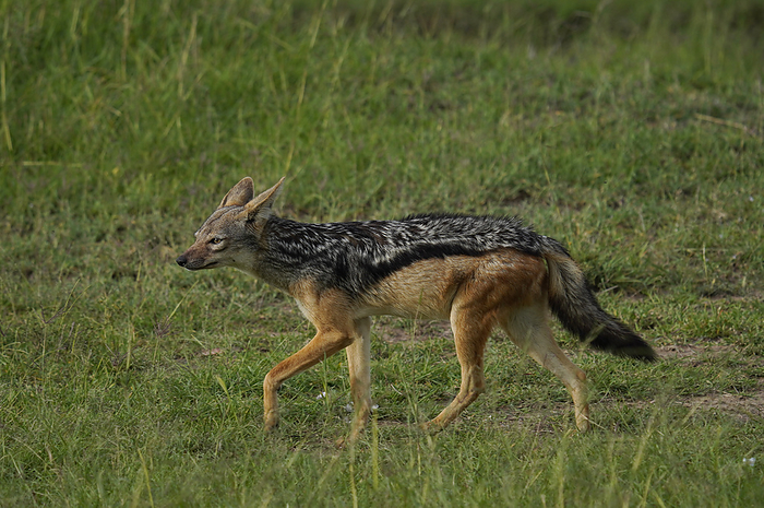 black-backed jackal (carnivore, Canis mesomelas)
