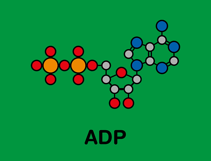 Adenosine diphosphate molecule, illustration Adenosine diphosphate  ADP  molecule. Plays essential role in energy use and storage in the cell. Stylized skeletal formula  chemical structure . Atoms are shown as color coded circles with thick black outlines and bonds: hydrogen  hidden , carbon  grey , oxygen  red , nitrogen  blue , phosphorus  orange .