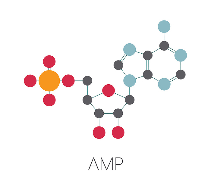 Adenosine monophosphate (AMP, adenylic acid) molecule. Nucleotide monomer of RNA. Composed of phosphate, ribose and adenine moieties. Stylized skeletal formula (chemical structure). Atoms are shown as color-coded circles connected by thin bonds, on a white background: hydrogen (hidden), carbon (grey), oxygen (red), nitrogen (blue), phosphorus (orange).