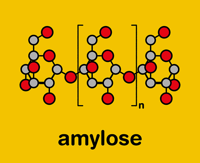 Amylose polysaccharide polymer, chemical structure. Component of starch (in addition to amylopectin). Stylized skeletal formula (chemical structure). Atoms are shown as color-coded circles with thick black outlines and bonds: hydrogen (hidden), carbon (grey), oxygen (red).
