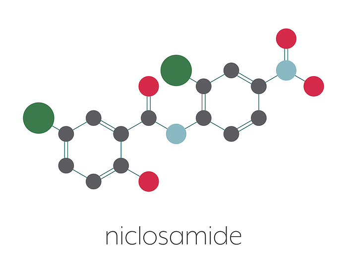 Niclosamide tapeworm drug molecule, illustration Niclosamide tapeworm drug molecule  anthelmintic . May be useful as antidiabetic drug, acting as a mitochondrial uncoupler. Stylized skeletal formula  chemical structure . Atoms are shown as color coded circles connected by thin bonds, on a white background: hydrogen  hidden , carbon  grey , oxygen  red , nitrogen  blue , chlorine  green .