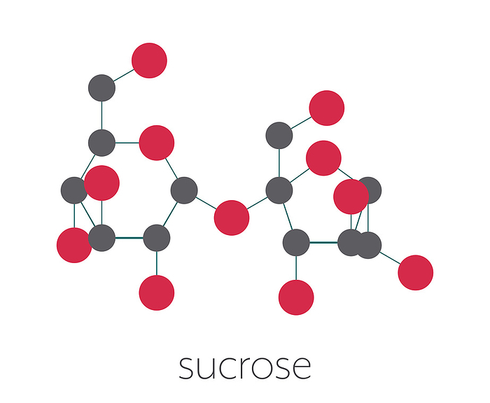 Sucrose sugar molecule, illustration Sucrose sugar molecule. Also known as table sugar, cane sugar or beet sugar. Stylized skeletal formula  chemical structure . Atoms are shown as color coded circles connected by thin bonds, on a white background: hydrogen  hidden , carbon  grey , oxygen  red .