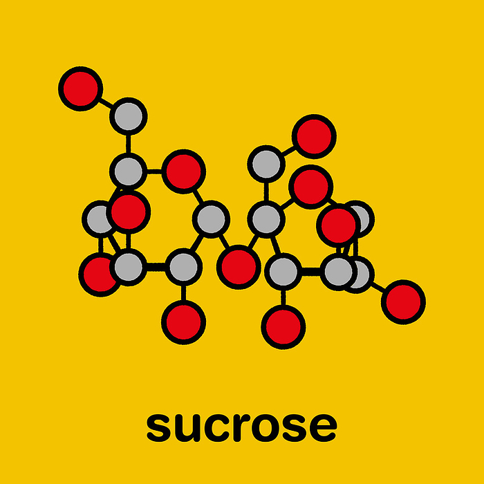 Sucrose sugar molecule, illustration Sucrose sugar molecule. Also known as table sugar, cane sugar or beet sugar. Stylized skeletal formula  chemical structure . Atoms are shown as color coded circles with thick black outlines and bonds: hydrogen  hidden , carbon  grey , oxygen  red .