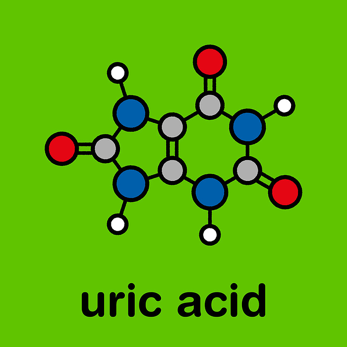Uric acid molecule, illustration Uric acid molecule. High blood levels lead to gout disease. Stylized skeletal formula  chemical structure . Atoms are shown as color coded circles with thick black outlines and bonds: hydrogen  white , carbon  grey , oxygen  red , nitrogen  blue .