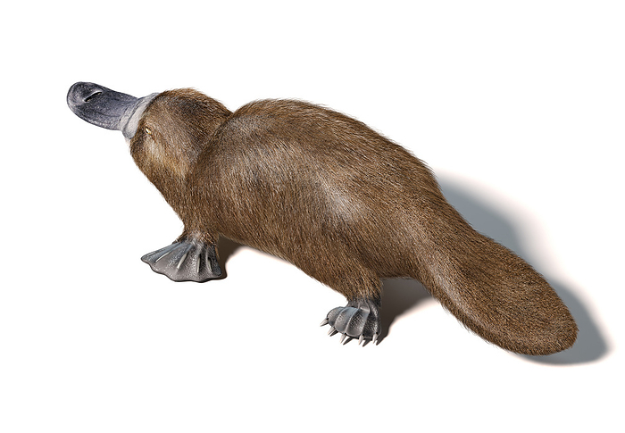 Platypus, illustration Platypus  Ornithorhynchus anatinus  duck billed animal, 3D illustration. Semi aquatic mammal, native to eastern Australia. Viewed from above. On white background with drop shadow.