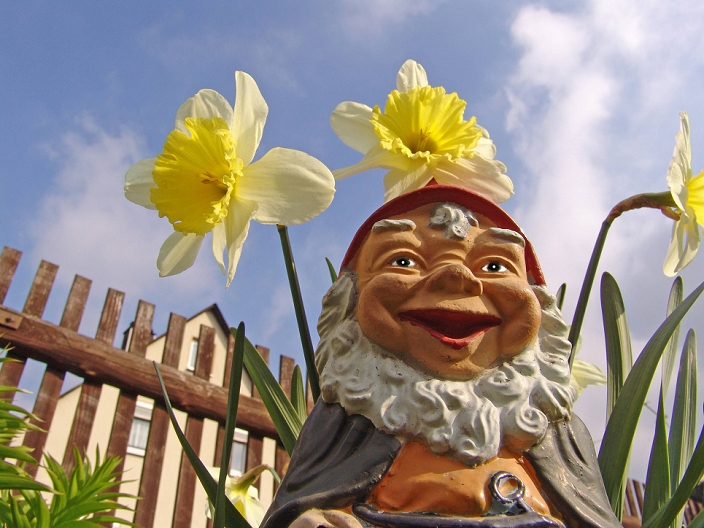 Dwarf, Apr 15, 2007 : Garden Gnome from daffodils, objects, plants, icon photo, highlight, 2007, garden gnomes, dwarf, dwarves, figure, flower, flowers, decoration, garden decorations, garden decoration, daffodils, ts, Kbdig, milling year, season, single image, Eye view, perspective, Germany,