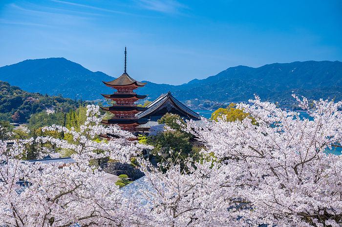 Five-story pagoda and cherry blossoms at Miyajima