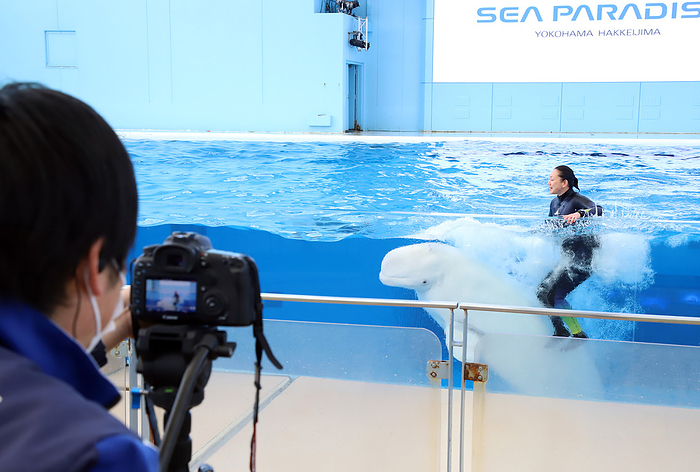 Hakkeijima Sea Paradise holds a special dolphin show with no spectators April 30, 2020, Yokohama, Japan   An animal trainer performs with a beluga at a special dolphin show with no spectators at the Hakkeijima Sea Paradise aquarium in Yokohama, suburban Tokyo on Thursday, April 30, 2020, while an aquarium staff videotapes to upload footage for their SNS. Japan s zoo, aquarium and other entertainment facilities are now closed to prevent outbreak of the new coronavirus.    Photo by Yoshio Tsunoda AFLO 