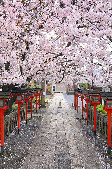 Rokugonoh Shrine with blooming cherry blossoms