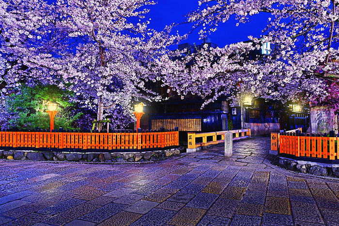 Gion, Kyoto, Kyoto Night view of cherry blossoms in bloom Cherry blossoms in Gion Night view 