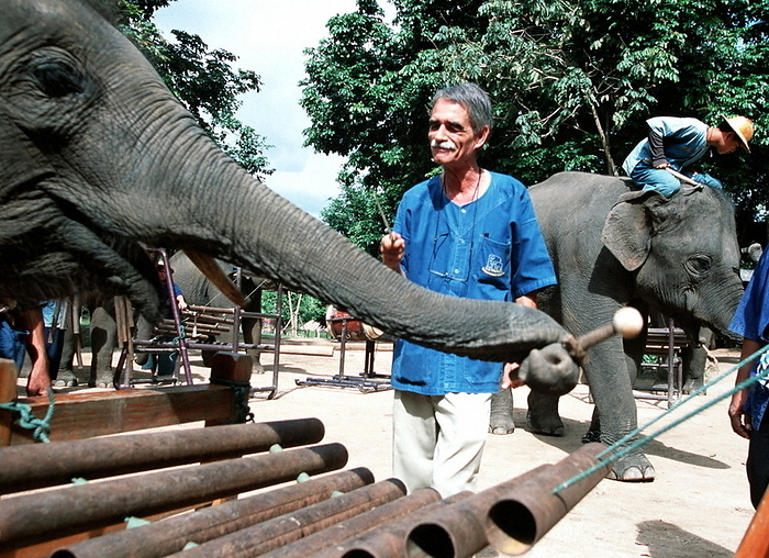  Walking the Earth  Debut this fall with Orchestra Thailand, dexterously strumming a wooden xylophone  2001 . Dexterously strumming a wooden xylophone at the National Elephant Conservation Center, photo by Rio Mitome.