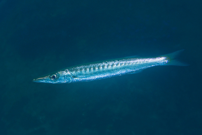 red barracuda (Sphyraena pinguis)