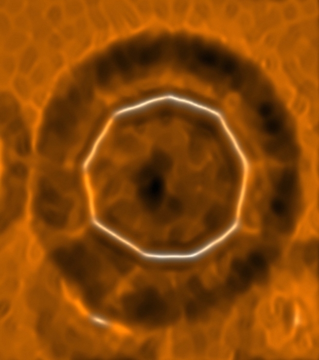 Carbon 18, AFM image Carbon 18, atomic force microscopy  AFM  image. Laplace filtered image of cyclo 18 carbon, obtained during the research that produced a stable form of this cyclocarbon. The IBM researchers studying the molecule determined that the electronic structure was alternating triple bonds and single bonds, which means the molecule could potentially be a semiconductor. Image published in August 2019.