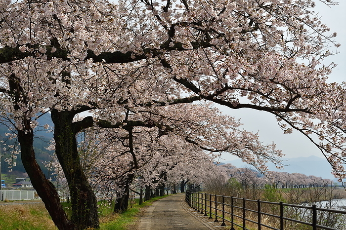 Row of cherry trees in Tono City, Iwate Prefecture