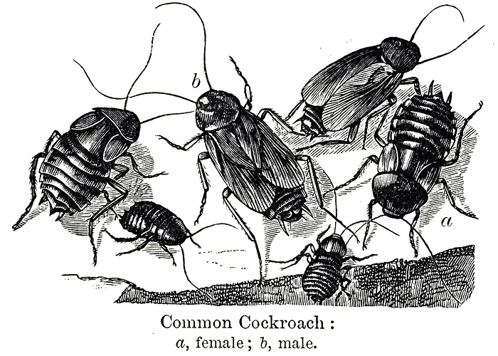 An engraving depicting common cockroaches An engraving depicting female and male common cockroaches: a  female  b  male. Dated 20th century