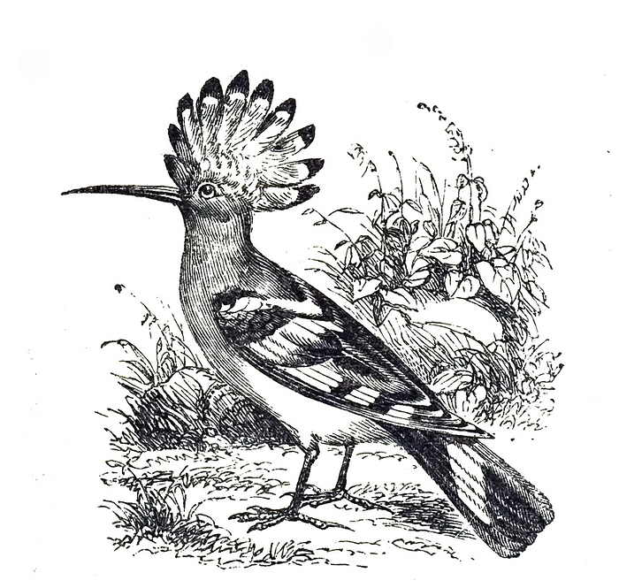 An engraving depicting a Hoopoe An engraving depicting a Hoopoe. Hoopoes are colourful birds found across Afro Eurasia, notable for their distinctive  crown  of feathers. Dated 19th century
