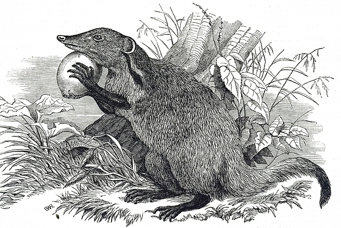 An engraving depicting a mongoose An engraving depicting a mongoose, small feliform carnivorans native to southern Eurasia and mainland Africa. Dated 19th century