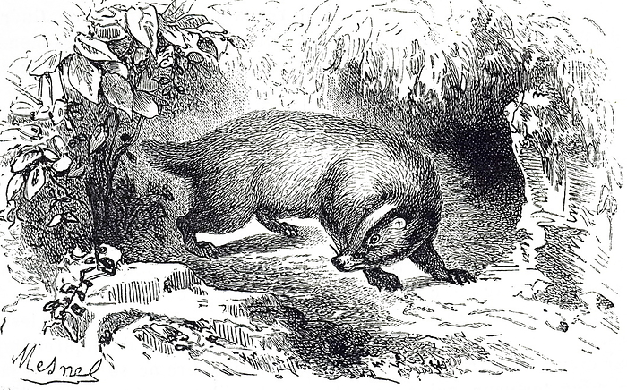 An engraving depicting a European badger An engraving depicting a badger. Badgers are short legged omnivores in the family Mustelidae, which also includes the otters, polecats, weasels, and wolverines. Dated 19th century