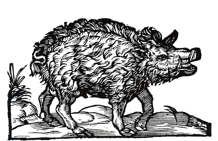 A woodcut engraving depicting a wild boar  Sus scrofa  A woodcut engraving depicting a wild boar  Sus scrofa  native to Eurasia, North Africa, and the Greater Sudan Islands. Dated 17th century