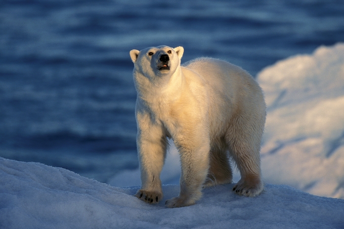 polar bear, Svalbard, Nordaustlandet island, Spitzberg, Norway