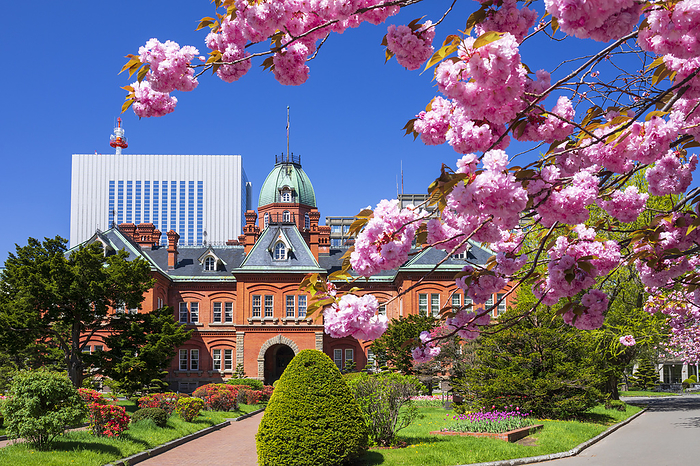 Former Hokkaido Government Office Building with Yaezakura cherry blossoms, Sapporo, Hokkaido.