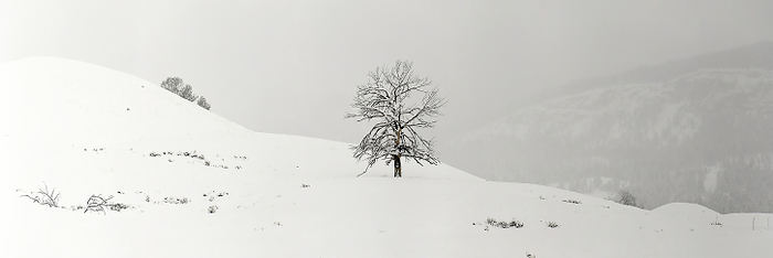 Single tree in snow coverd field Single tree in snow coverd field, Lamar Valley, Montana, United States of America, North America, Photo by Raul Touzon