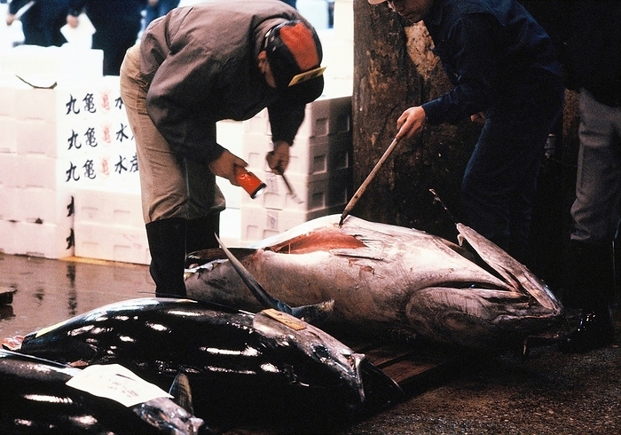 Tsukiji Market: A Look at the Quality of Tuna  November 1989  View of the state of tuna, Tsukiji market, November 1989