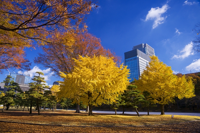 Tokyo Imperial Palace Outer Gardens Ginkgo