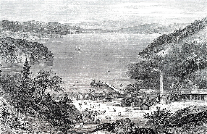 Illustration depicting a view of H.M. Whitehead   Co s factory for producing beef essence, tallow and hides Illustration depicting a view of H.M. Whitehead   Co s factory for producing beef essence, tallow and hides, at Lake Broadwater, near Sydney, Australia. Before the introduction of refrigerated vessels, the products of cattle ranching in Australia had to be converted into easily transportable forms with a long life. Dated 19th century