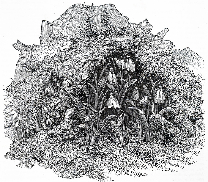 Engraving depicting snowdrops Engraving depicting snowdrops. Galanthus is a small genus of about 20 species of bulbous perennial herbaceous plants in the family Amaryllidaceae. The plants have two linear leaves and a single small white drooping bell shaped flower with six petal like tepals in two circles. Dated 19th century